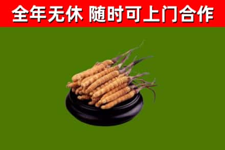 锡山区烟酒回收冬虫夏草.jpg